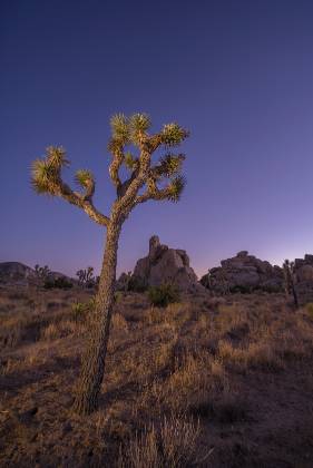 Joshua Tree in the Blue Hour Joshua Tree after sunset in Joshua Tree National Park