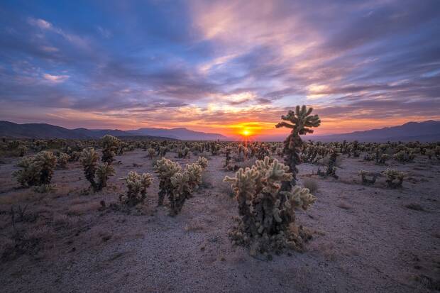 Cholla Cactus