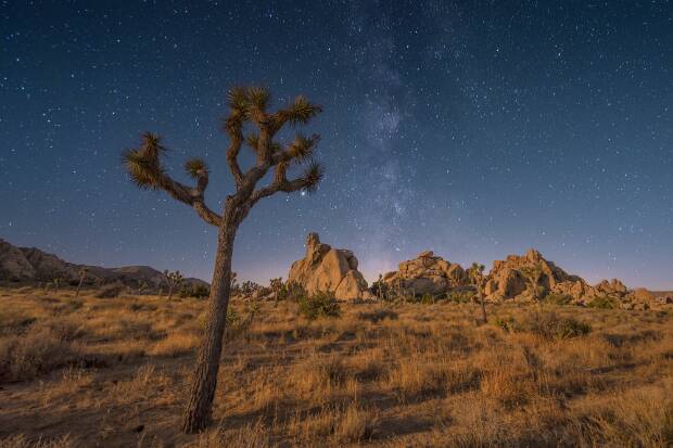 Joshua Trees