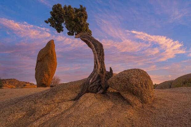 Juniper and Spire