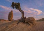 Juniper Tree framing a spire in Joshua Tree National Park