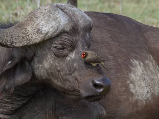 Cape buffalo and Oxpecker No 4 Cape buffalo with a chriping oxpecker on it nose, seen in the Maasai Mara, Kenya.