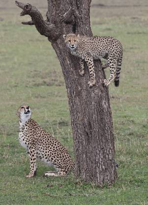 Cheetah Climbing Tree Young cheetah seen climbing a tree, perhaps for a better view. Climbing trees is not a typical behavior for cheetahs. Cheetahs have non-retractable claws, which...