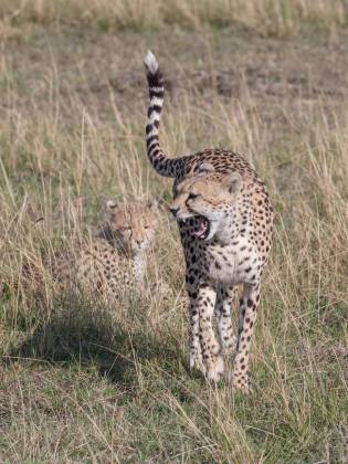 Cheetah Growling No 1 Mother cheetahs often use growling as a means to communicate with their cubs. It can be a way to signal danger, call them to attention, or establish boundaries.