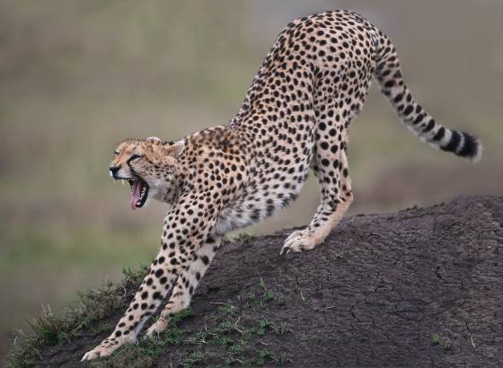 Cheetah Growling Cheetah Stretching on an ant hill in the Maasai Mara.