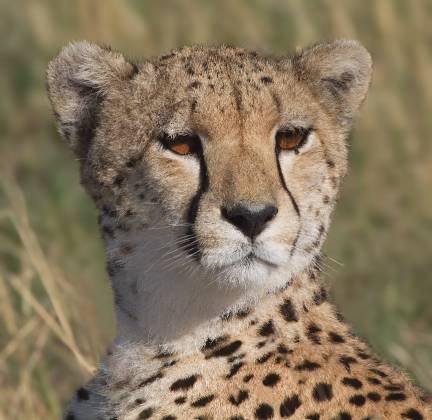 Cheetah Head Shot Headhsot of Cheetah showing its tear-mark pattern. . Cheetahs have keen eyesight which helps spot prey from a distance, and a unique 
