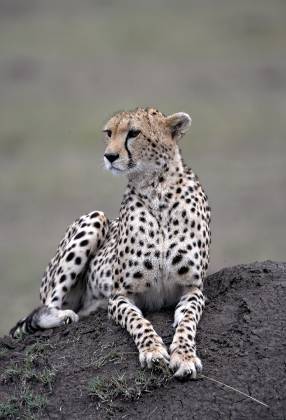 Cheetah Lookout Cheetah resting on an ant hill in the Maasai Mara.