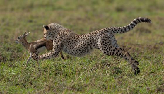 Cheetah Pouncing on Thompsons Gazelle Cheetah catching a young Thompsons Gazelle in the Maasai Mara.