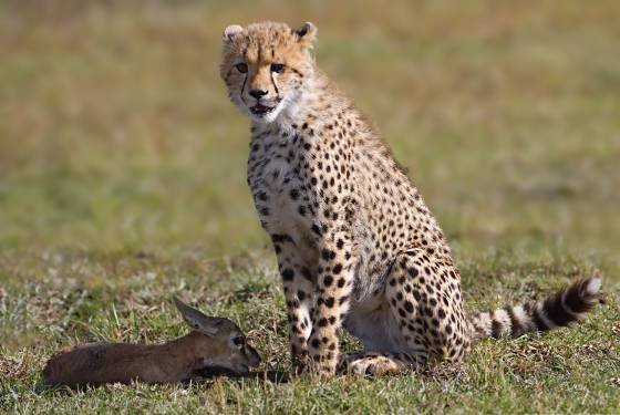 Cheetah and Deer Cheetah watching over a young frightened Thompsons Gazelle.