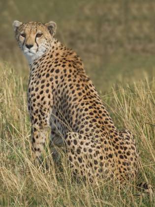 Cheetah in tall grass Cheetah in tall grass looking for prey.
