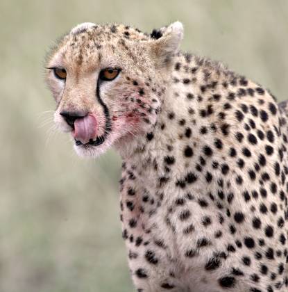 Cheetah licking its lips Cheetah clenaing up after a meal.