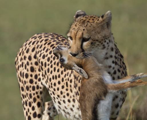 Cheetah with Thompsons Gazelle in its mouth Cheetah with Thompsons Gazelle in its mouth, seen in The Maasai Mara, Kenya.