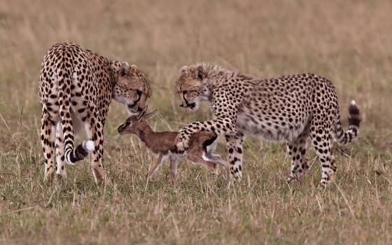 Cheetahs playing with a young Thompsons Gazelle Mother cheetah teaching her son how to catch prey,