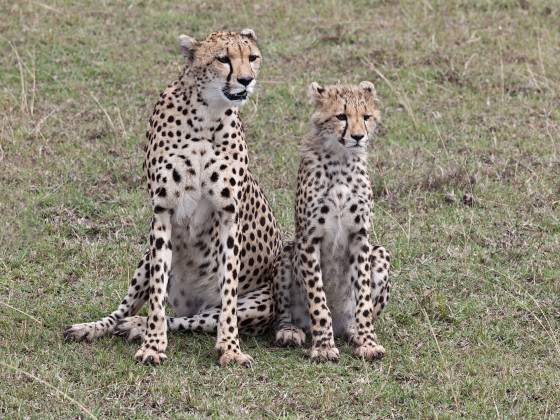 Mother and Son Cheetahs Cheetah and Cub looking for their next meal. Cheetahs are generally solitary animals, except for mothers with cubs.