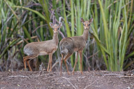 Dik-Dik couple Dik-diks form lifelong partnerships with a single mate. This commitment ensures that they share their lives, facing the challenges of the wild as a devoted...