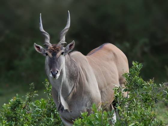 Eland 2 The eland is the world's largest and slowest antelope. It is celebrated for its impressive size, distinctive spiral horns, and unique appearance. Its coat...