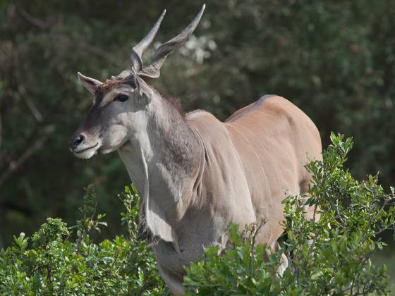 Eland The eland is the world's largest and slowest antelope. It is celebrated for its impressive size, distinctive spiral horns, and unique appearance. Its coat...