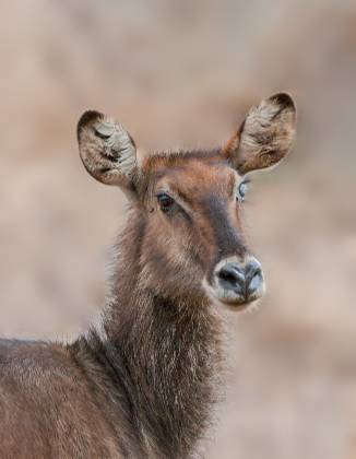 Female Waterbuck Female waterbuck seen in the Maasai Mara.