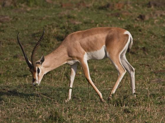 Grants Gazelle 3 Grant's gazelles are characterized by a light tan to reddish-brown coat with a white belly, distinctive facial markings, and lyre-shaped horns that curve...