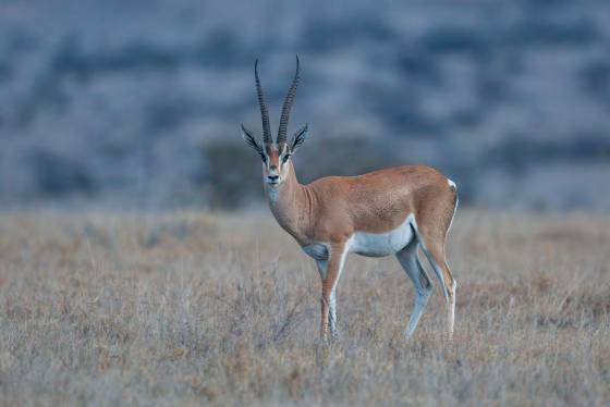 Grants Gazelle Grants Gazelle seen in the Lewa Downs Conservancy