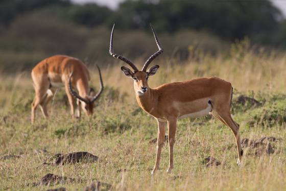 Impala 2 Impalas are characterized by a reddish-brown coat with distinct white markings on their face and rump and their long curved horns.