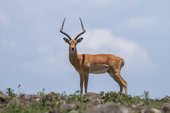Impala 3 Impalas are characterized by a reddish-brown coat with distinct white markings on their face and rump and their long curved horns.