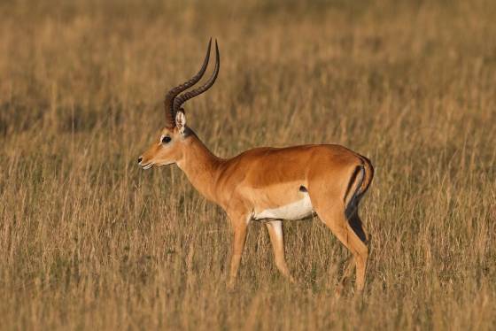 Impala 4 Impalas are characterized by a reddish-brown coat with distinct white markings on their face and rump and their long curved horns.