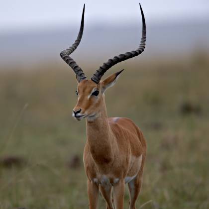 Impala Impalas are characterized by a reddish-brown coat with distinct white markings on their face and rump and their long curved horns.