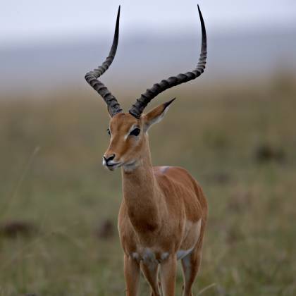 Impala Impalas are characterized by a reddish-brown coat with distinct white markings on their face and rump and their long curved horns.