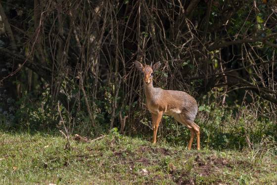 Lone Dik-Dik Dik-diks form lifelong partnerships with a single mate. This commitment ensures that they share their lives, facing the challenges of the wild as a devoted...