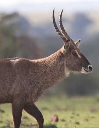 Male Waterbuck Male Waterbuck seen in the Maasai Mara.