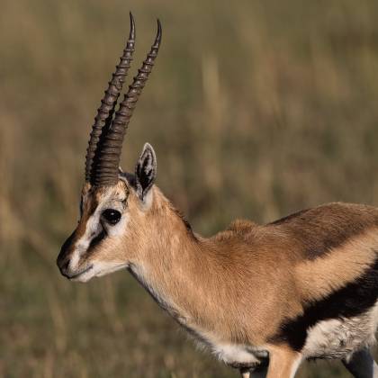 Thomsons Gazelle 3 Thompson's gazelles have a tan to reddish-brown coat with a white belly. A black stripe runs along each side of the body, separating the upper and lower body...