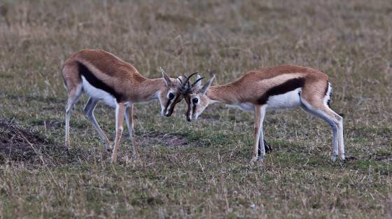 Thomsons Gazelle Face Off 2 Thomson's gazelles are known for their slender build and distinctive black stripes on their flanks. Young Thomson's gazelles, known as fawns, engage in play...