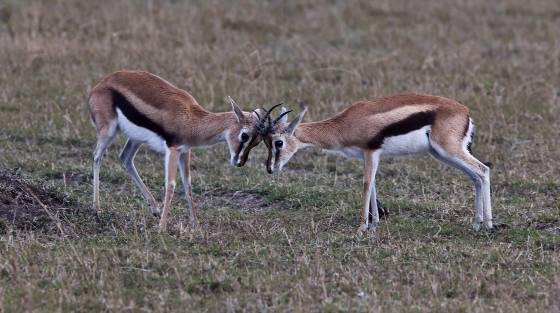 Thomsons Gazelle Face Off 2 Thomson's gazelles are known for their slender build and distinctive black stripes on their flanks. Young Thomson's gazelles, known as fawns, engage in play...