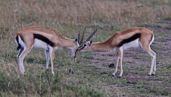 Thomsons Gazelle Face Off 3 Thomson's gazelles are known for their slender build and distinctive black stripes on their flanks. Young Thomson's gazelles, known as fawns, engage in play...