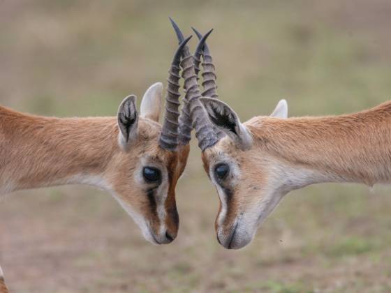 Thomsons Gazelle Face Off Thomson's gazelles are known for their slender build and distinctive black stripes on their flanks. Young Thomson's gazelles, known as fawns, engage in play...