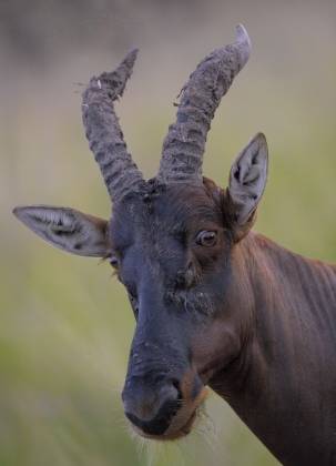 Topi Head Shot The topi is a large and striking antelope species found in the grasslands and savannas of Eastern Africa. Topis are recognized by their reddish-brown coats,...