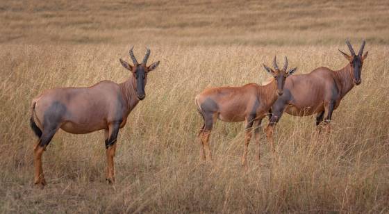 Topi Trio The topi is a large and striking antelope species found in the grasslands and savannas of Eastern Africa. Topis are recognized by their reddish-brown coats,...