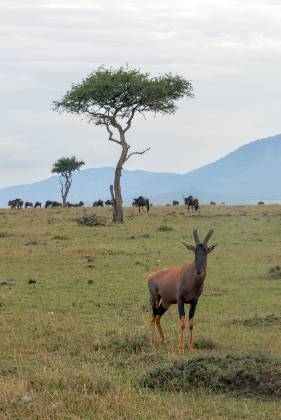 Topi and Wildebeest The topi is a large and striking antelope species found in the grasslands and savannas of Eastern Africa. Topis are recognized by their reddish-brown coats,...