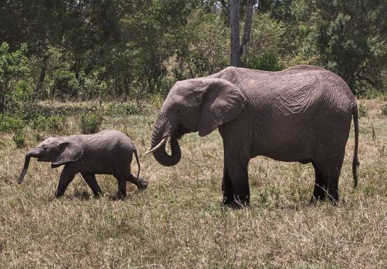 Mother and Child 3 Elephants moving gracefully through the grasslands of the Maasai Mara.