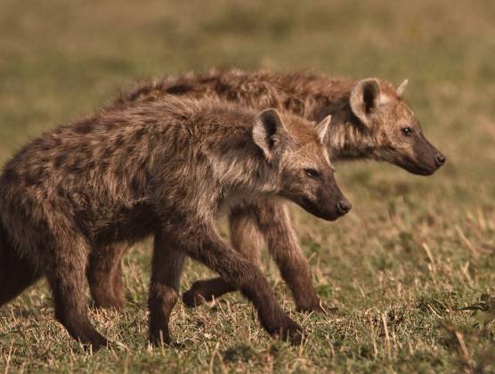 Hyenas Hunting With strong jaws and sharp teeth, hyenas are formidable predators and scavengers capable of taking down large prey and consuming every part, including bones.