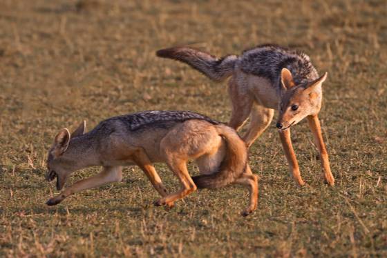 Fighting Jackals 2 During Kenyas mating season , there can be competition among male jackals for access to females. This can result in aggressive interactions, such as...