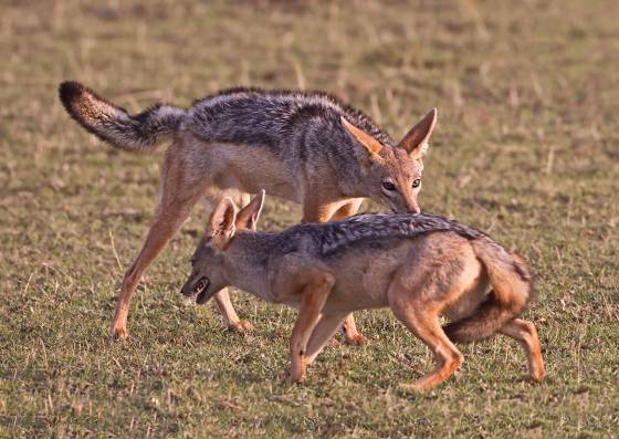 Fighting Jackals During Kenyas mating season , there can be competition among male jackals for access to females. This can result in aggressive interactions, such as...