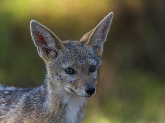 Jackal Head Shot Jackals are often associated with cunning behavior and are known for their stealth and patience. Jackals are opportunistic scavengers, feeding on carrion and...