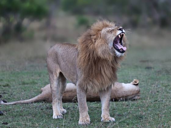 Lion Roaring just after intimacy Lions mate every 30 minutes during estrous, which can last 4 to 6 days. Coitus take sabout 30 seconds to complete.