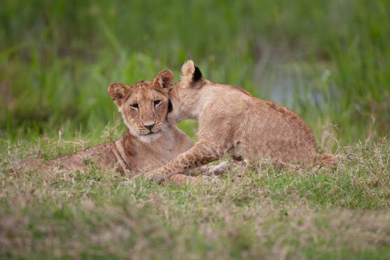 Lion biting its mother Playful activities, including biting or mock aggression, are a crucial part of a lion cub's development.