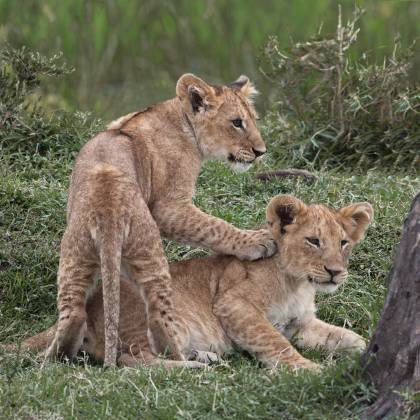 Lion cubs communicating Lion cub getting another cubs attention.