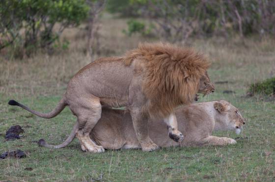 Lion dismounting just after intimacy Lions mate every 30 minutes during estrous, which can last 4 to 6 days. Coitus take sabout 30 seconds to complete.