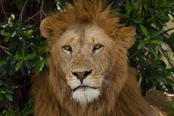 Lion weith full mane Lion with impressivfe resting in the shade. A lush mane is a visual cue to other lions, indicating its maturity, health, and, potentially, its ability to...