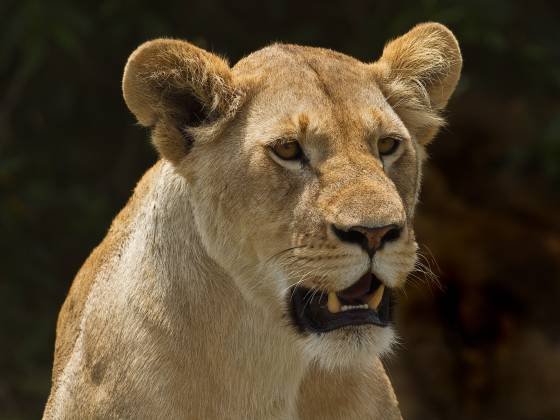 Lioness Head shot Closeu of a lioness head taken in the Maasai Mara, Kenya.